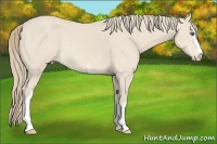 Horse Color:White Spotted Perlino Rabicano 