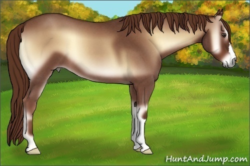 Horse Color:Red Onyx Roan 