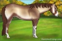 Horse Color:Red Onyx Roan 