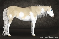 Horse Color:Silver Brown Dun Splash 