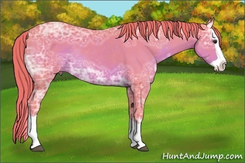Horse Color:Watercolor Liver Chestnut Ice Splash Rabicano 