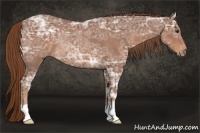 Horse Color:Chestnut Ice Rabicano 
