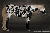 Horse Color:Liver Chestnut Sabino Splash Appaloosa 