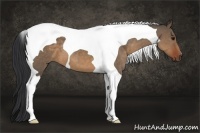 Horse Color:Brown Dun Tobiano 
