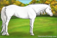 Horse Color:Silver Classic Champagne Splash Tobiano Blanket Rabicano 