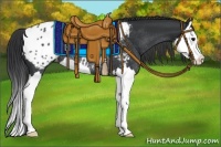 Horse Color:Black Splash Appaloosa Rabicano 