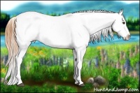 Horse Color:Buckskin Sabino Blanket Rabicano