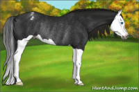 Horse Color:Gray Smoky Black Splash Appaloosa Rabicano