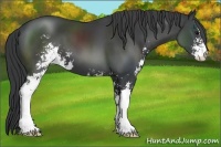 Horse Color:Black Sabino 