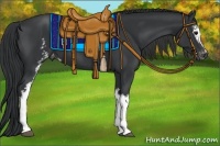 Horse Color:White Spotted Black Appaloosa