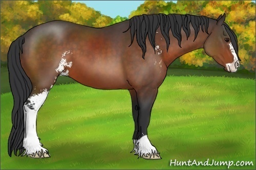 Horse Color:Brown Sabino 