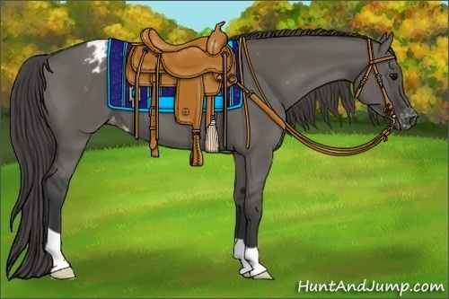 Horse Color:Grullo Appaloosa 