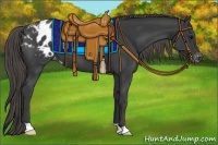 Horse Color:Smoky Black Appaloosa 