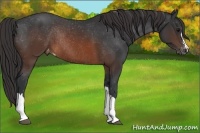Horse Color:Brown Appaloosa Rabicano 