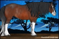 Horse Color:Bay Splash Rabicano 