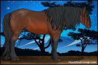 Horse Color:Bay Rabicano 