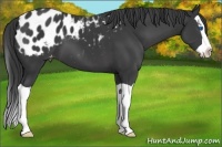 Horse Color:Black Splash Appaloosa