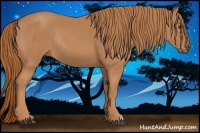 Horse Color:Chestnut Rabicano 