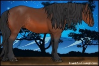 Horse Color:Bay Rabicano 