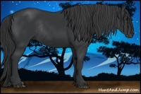 Horse Color:Black Rabicano