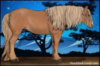 Horse Color:Chestnut Rabicano 