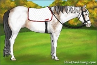 Horse Color:White Spotted Bay Dun