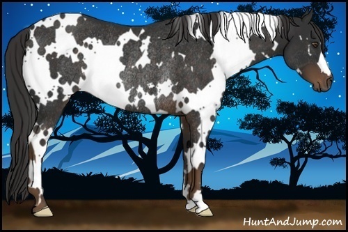 Horse Color:White Spotted Liver Chestnut Rabicano 