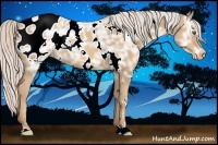 Horse Color:White Spotted Silver Classic Champagne Ice Appaloosa 