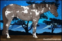Horse Color:White Spotted Liver Chestnut 