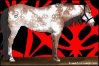 Horse Color:Bay Frame 