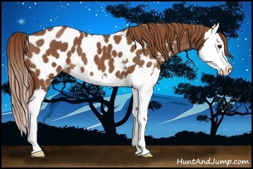 Horse Color:Chestnut Splash Appaloosa