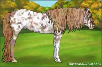 Horse Color:Nacre Chestnut Ice Appaloosa 
