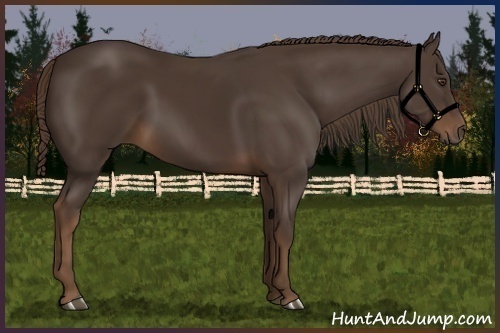 Horse Color:Liver Chestnut 