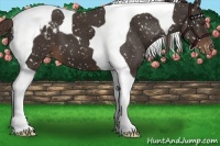 Horse Color:Liver Chestnut Tobiano Snowflake Varnish