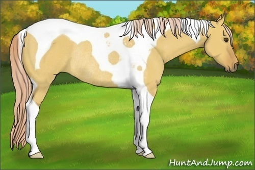 Horse Color:Palomino Dun Tobiano Rabicano 