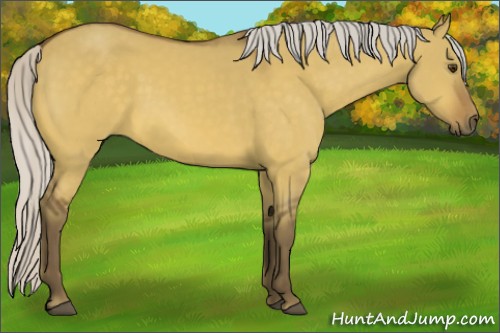 Horse Color:Silver Buckskin Dun