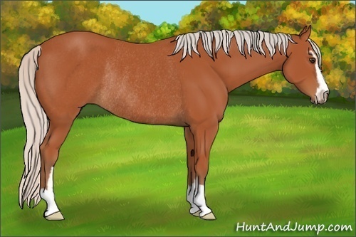 Horse Color:Silver Bay Sabino Rabicano