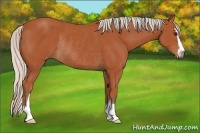 Horse Color:Silver Bay Sabino Rabicano