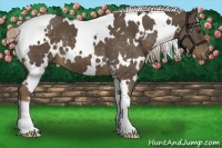 Horse Color:White Spotted Chocolate Palomino 
