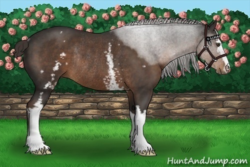 Horse Color:White Spotted Liver Chestnut Sabino Rabicano 