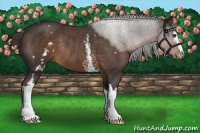 Horse Color:White Spotted Liver Chestnut Sabino Rabicano