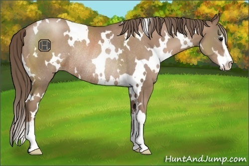 Horse Color:White Spotted Black Pearl Sabino Rabicano 