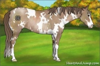 Horse Color:White Spotted Black Pearl Sabino Rabicano