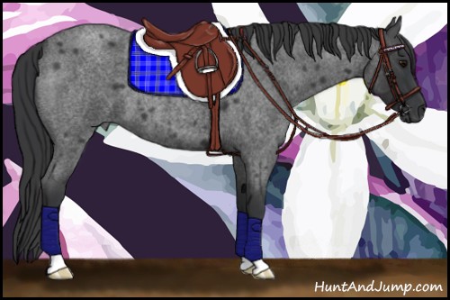 Horse Color:Blue Roan 