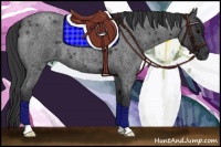 Horse Color:Blue Roan 