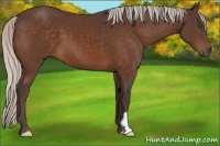 Horse Color:Silver Bay Frame 