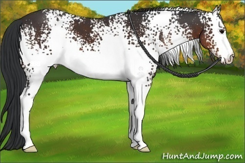 Horse Color:White Spotted Brown 