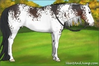 Horse Color:White Spotted Brown