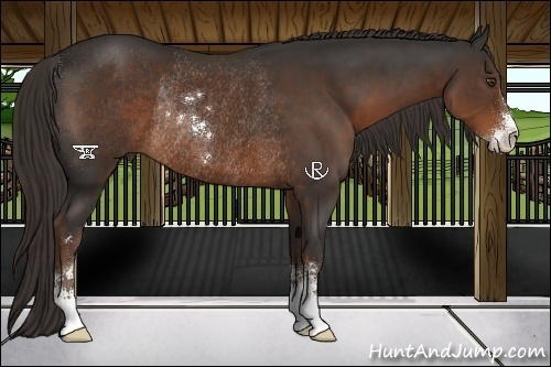 Horse Color:Liver Chestnut Sabino Rabicano 