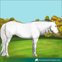 Horse Color:Gray Silver Perlino Roan Dun Tobiano Appaloosa 